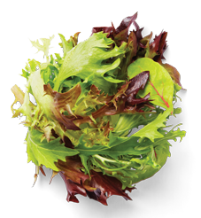 Mesclun Mix